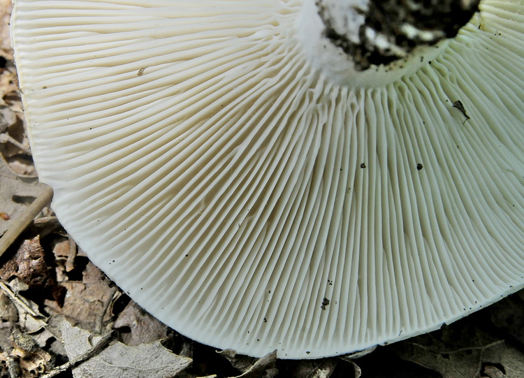Russula sp. - La prima di stagione